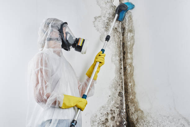 Best Emergency Mold Removal  in Elk Mound, WI