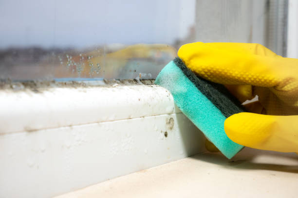 Best Toxic Mold Removal  in Elk Mound, WI