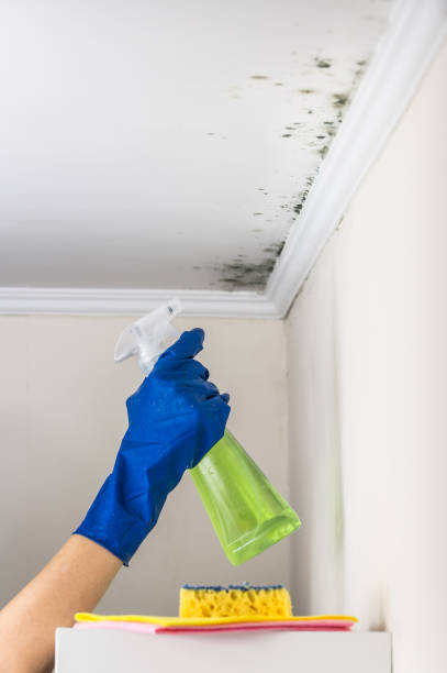 Best Crawl Space Mold Removal  in Elk Mound, WI